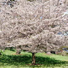 Yoshino Flowering Cherry Tree