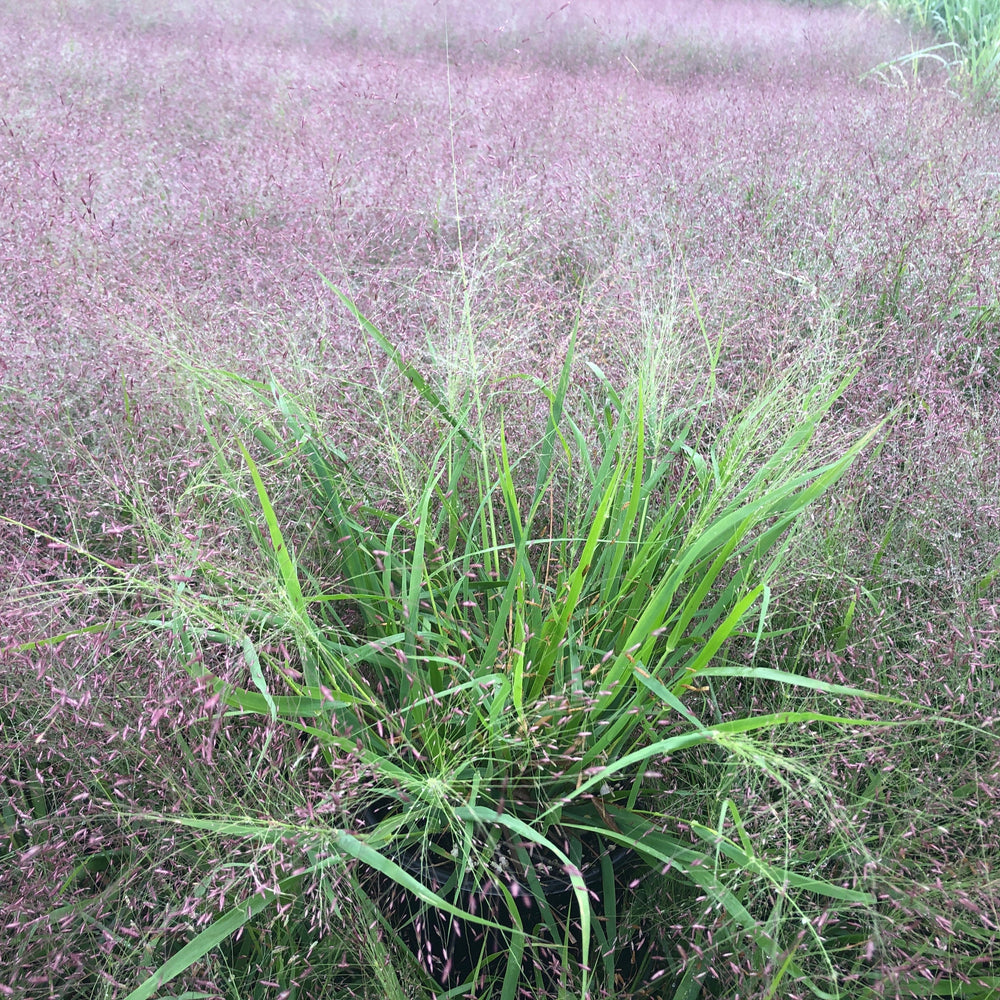 Eragrostis spectabilis 1G