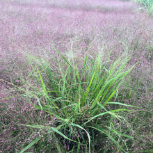 Eragrostis spectabilis 1G