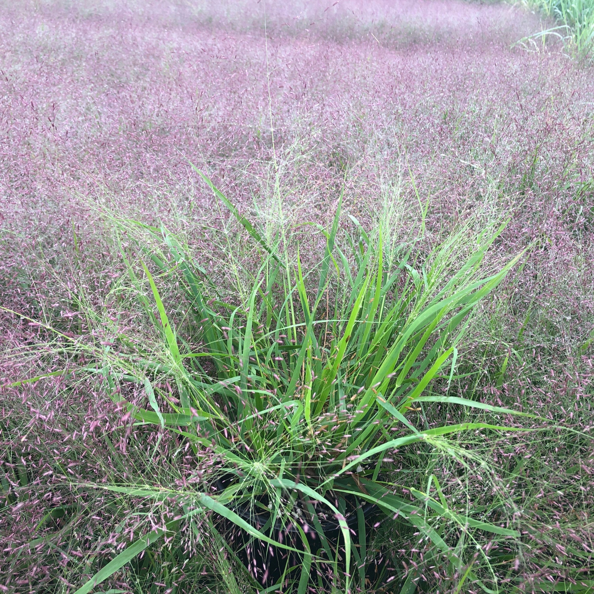 Eragrostis spectabilis 1G