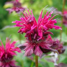 Monarda x Raspberry Wine 1G