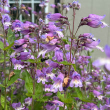 Penstemon smallii 1G