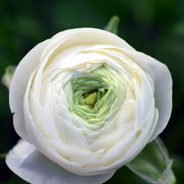 Ranunculus - Tecolote White: 10 Corms