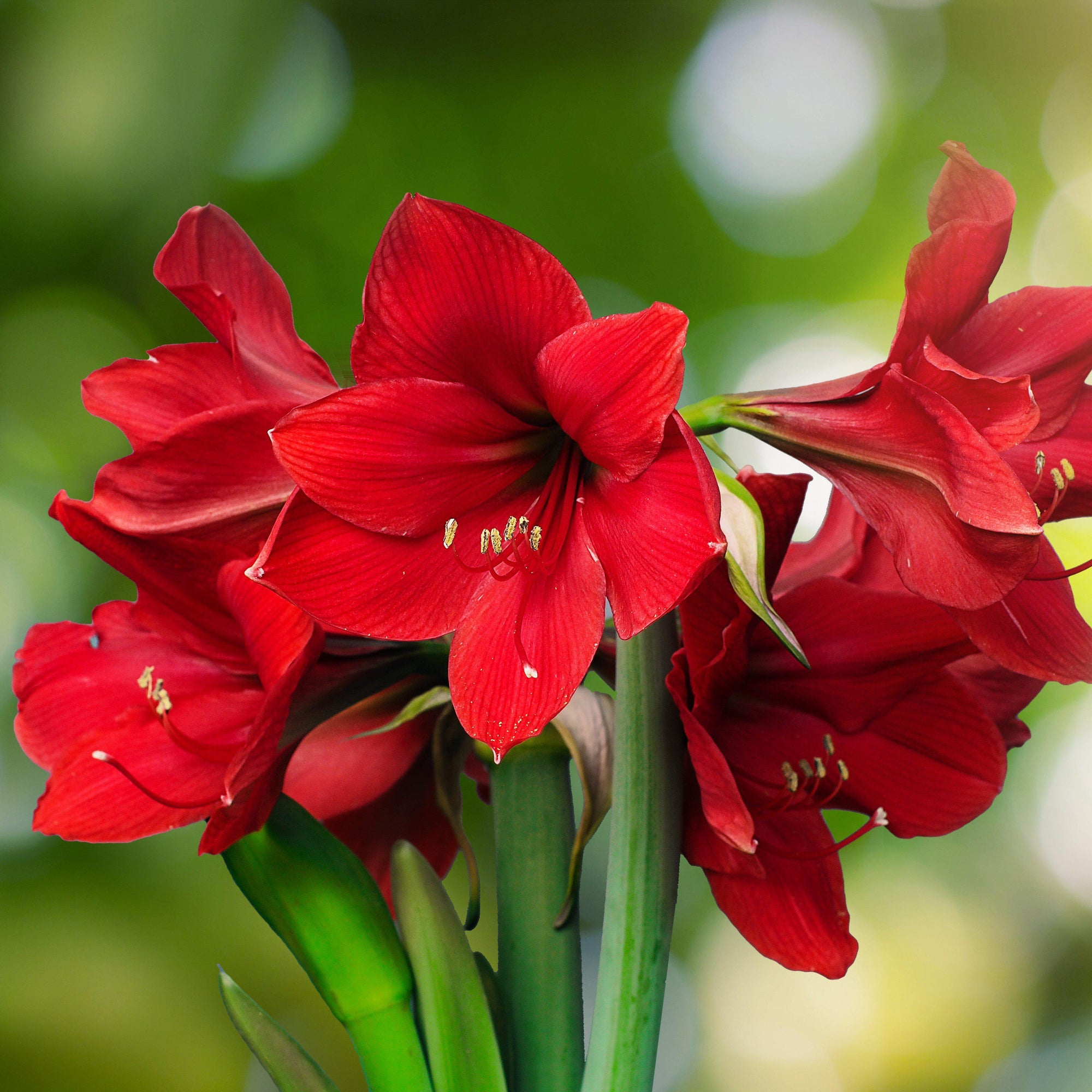 Amaryllis - Candy Cane Collection: 3 Bulbs