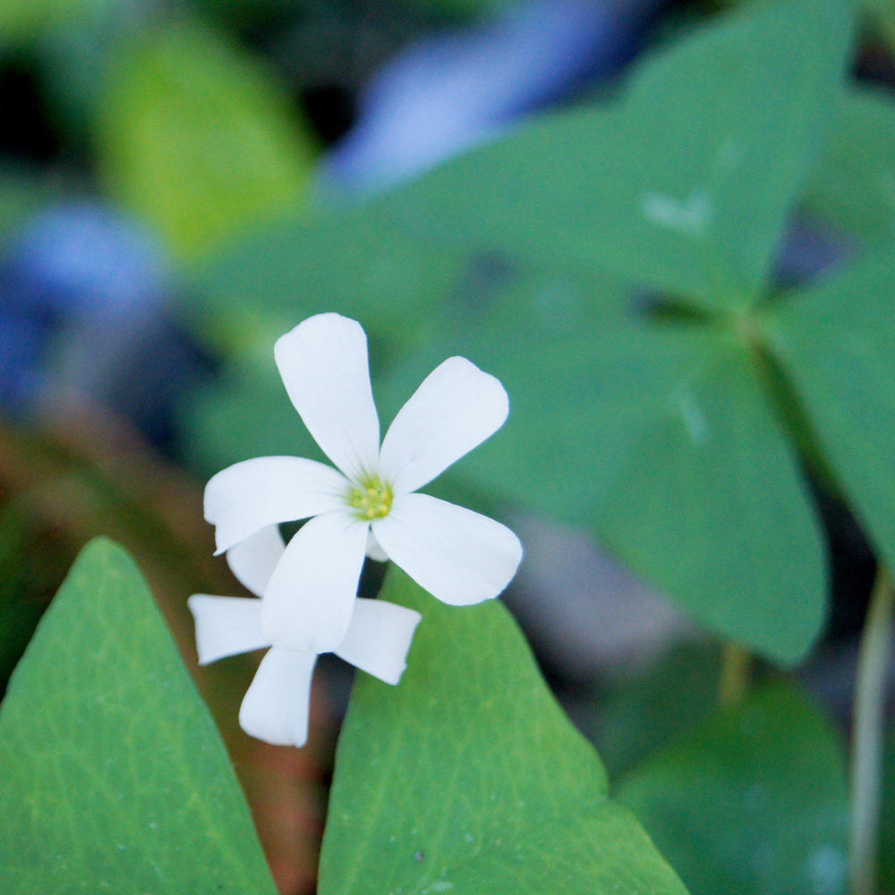 Oxalis - Regnellii Lucky Shamrock: 20 Bulbs