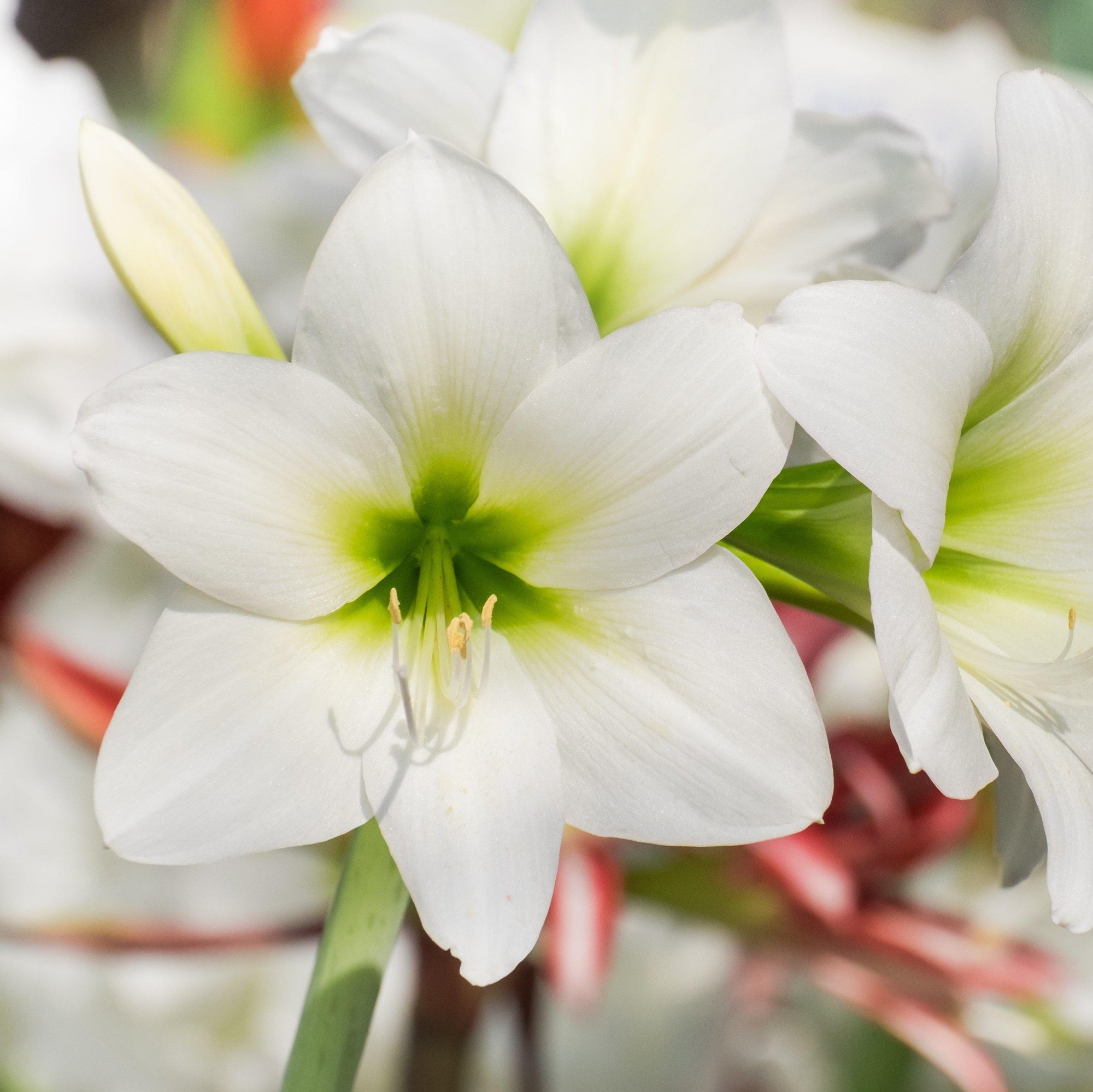 Amaryllis - Holiday Cheer Collection: 3 Bulbs