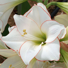 Amaryllis - Picotee: 1 Bulb