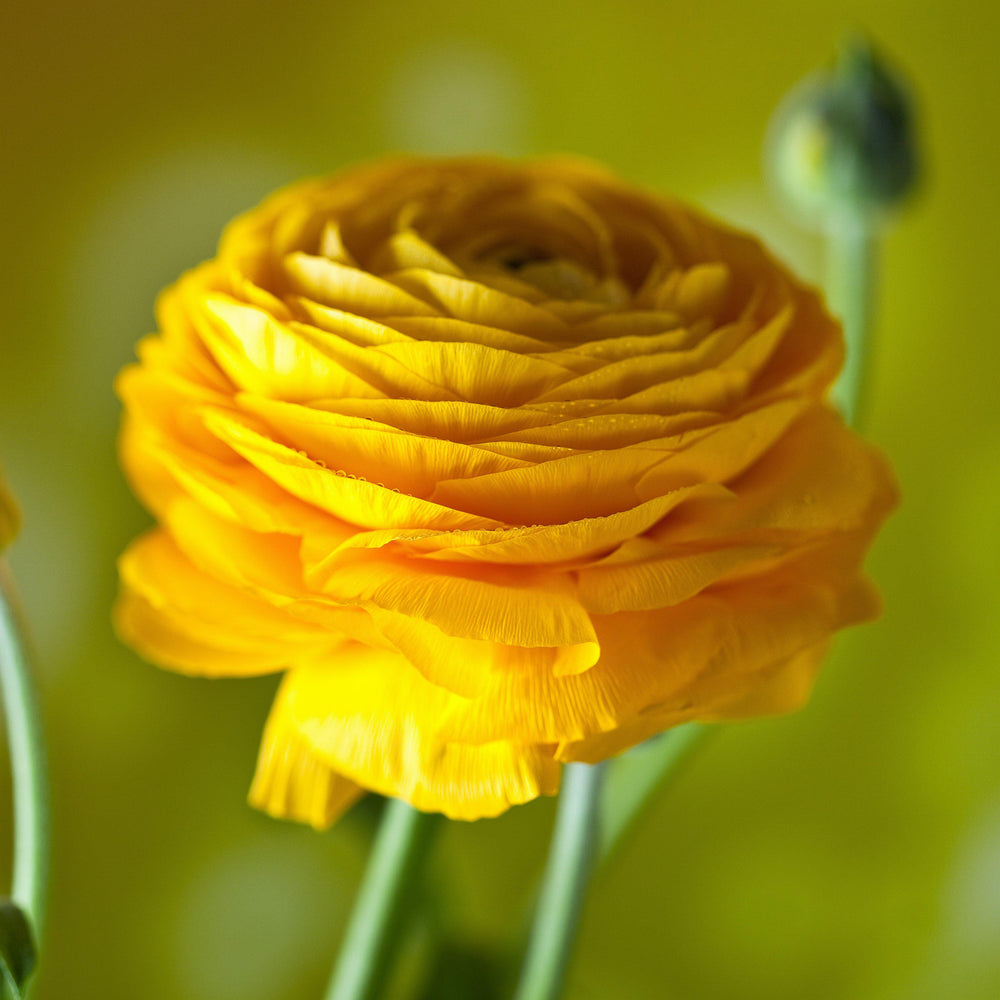 Ranunculus - Tecolote Yellow: 10 Corms