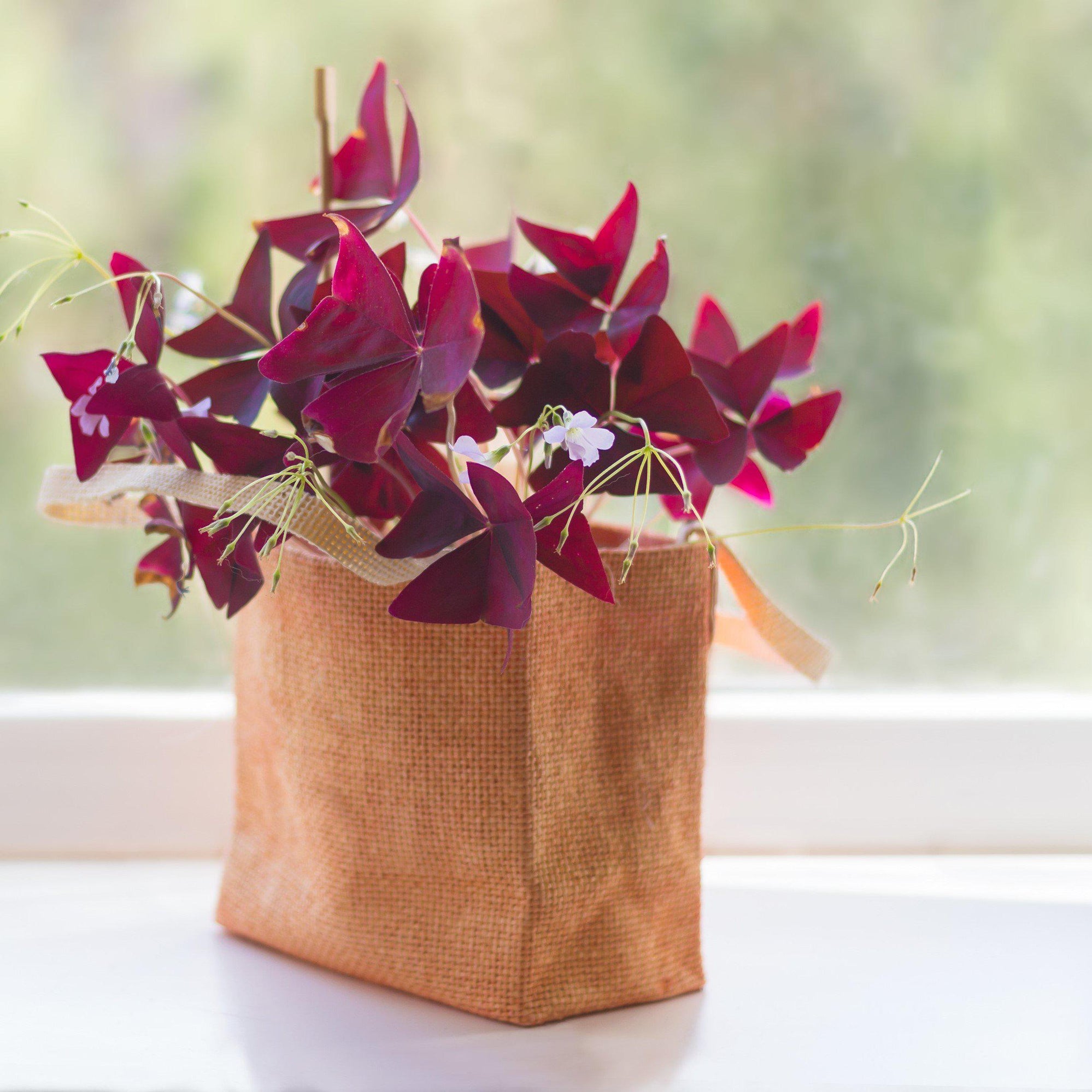 Oxalis - Triangularis Purple Shamrocks: 20 Bulbs