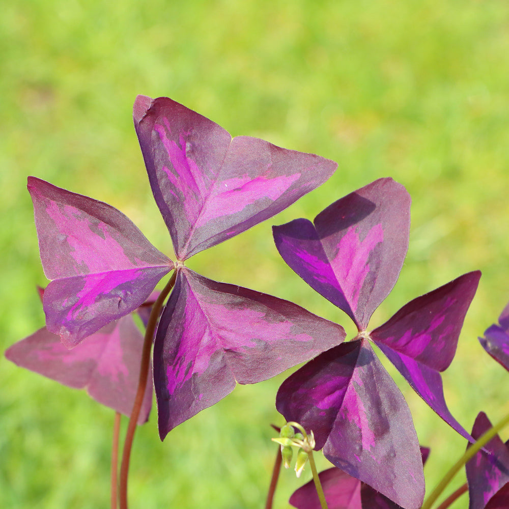 Oxalis - Triangularis Purple Shamrocks: 20 Bulbs