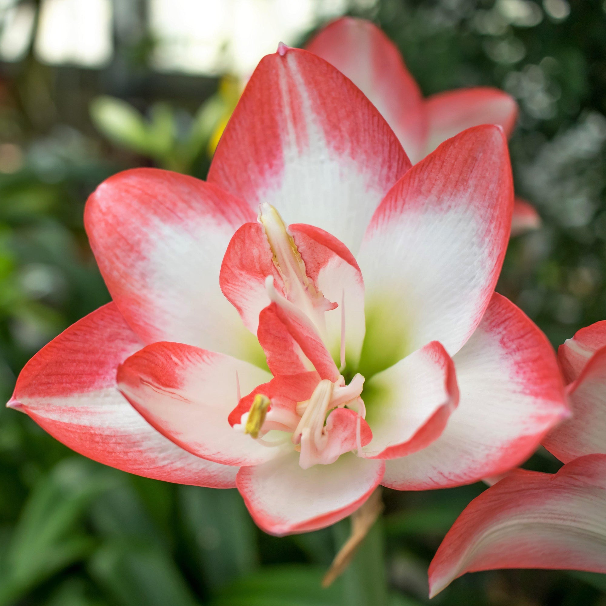 Amaryllis - Blossom Peacock: 1 Bulb