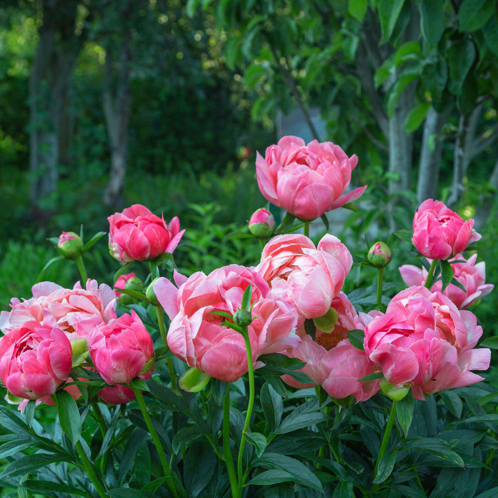 Peony - Coral Charm: 1 Field Grown Division