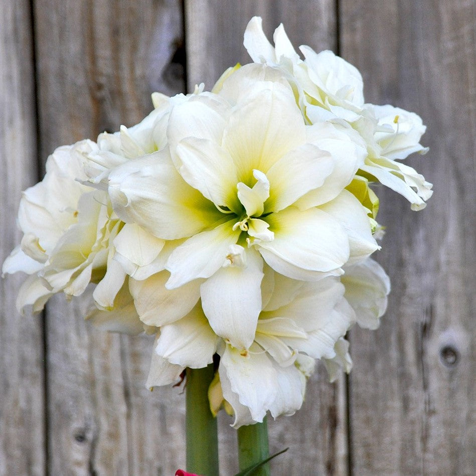 Amaryllis - Snow Drift: 1 Bulb