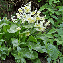 Erythronium - Californicum White Beauty: 3 Bulbs