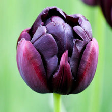 Tulip - Black Hero: 10 Bulbs