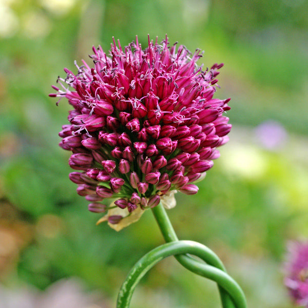 Allium - Sphaerocephalon Drumstick: 20 Bulbs