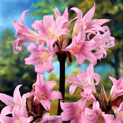 Belladonna Lily - Pink: 3 Bulbs