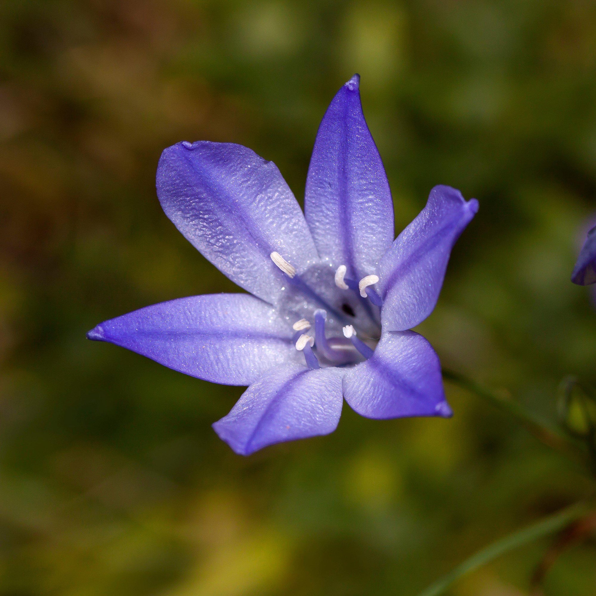 Triteleia - Queen Fabiola: 20 Bulbs