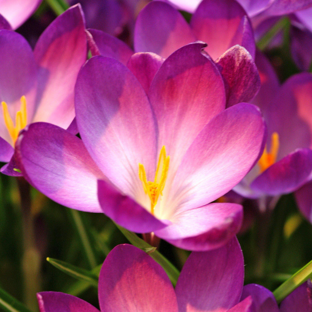 Crocus - Ruby Giant (Fragrant): 20 Bulbs