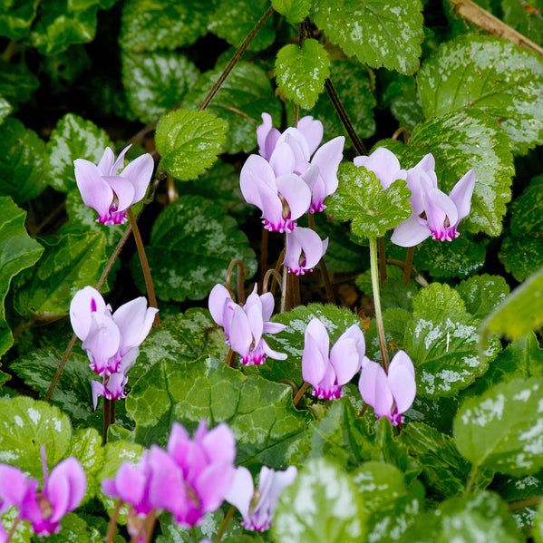 Cyclamen - Hederifolium (Hardy): 3 Bulbs