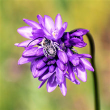 Dichelostemma - Congestum: 10 Bulbs