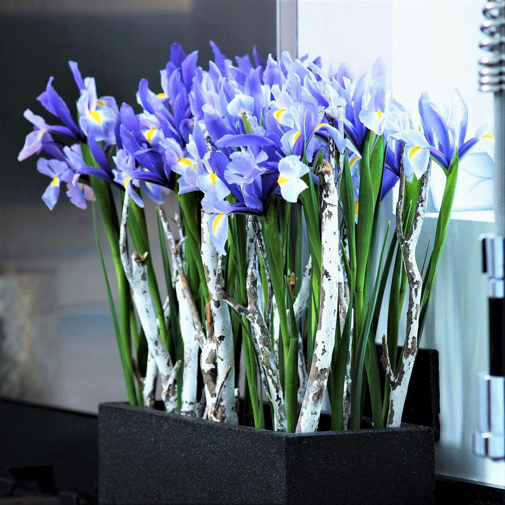 Dutch Iris - Blue Diamond: 20 Bulbs