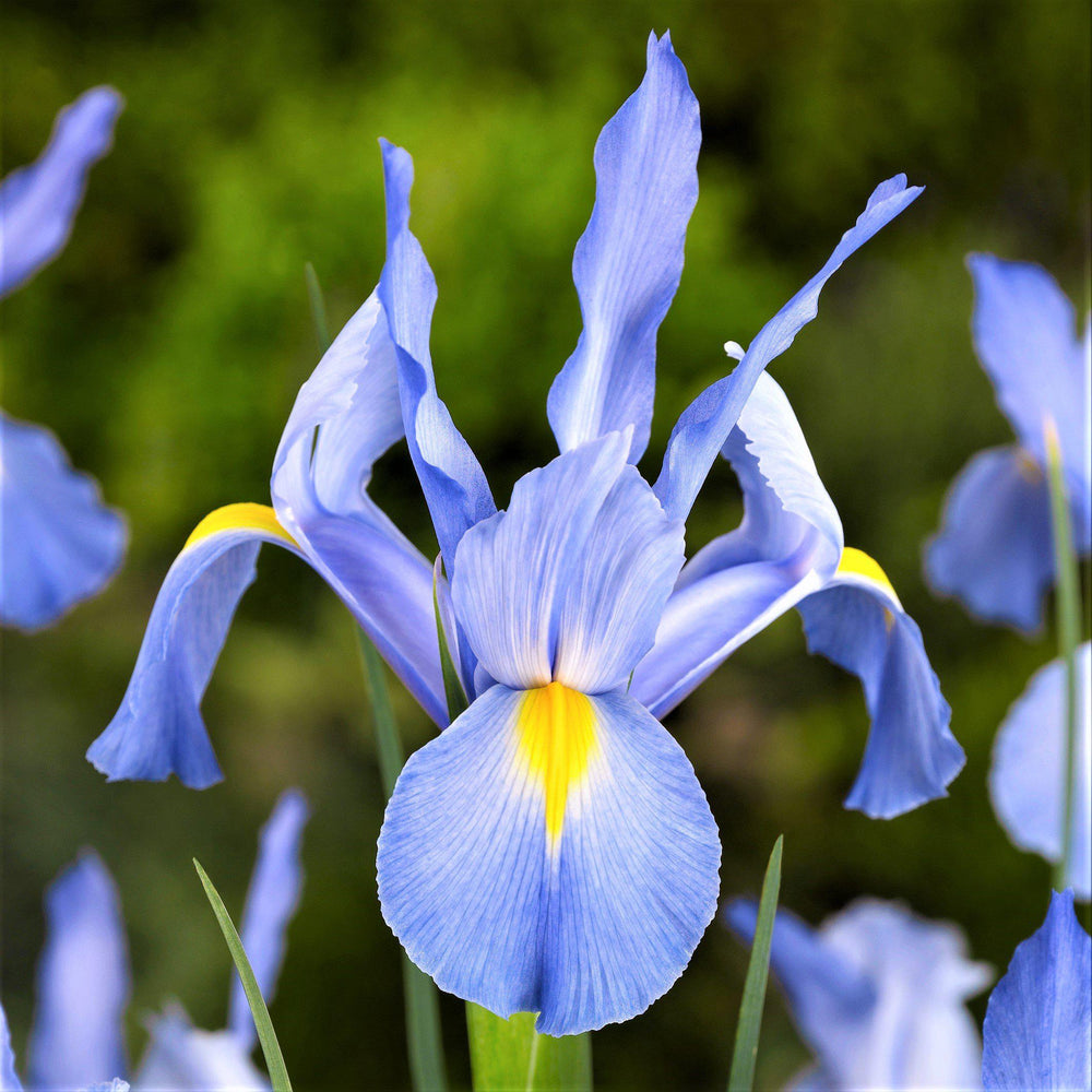 Dutch Iris - Blue Diamond: 20 Bulbs