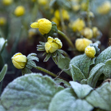 Eranthis - Winter Aconite: 30 Bulbs