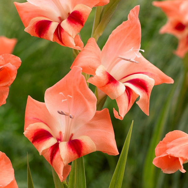 Gladiolus - Nanus Hardy Easy to Grow Mix: 30 Bulbs