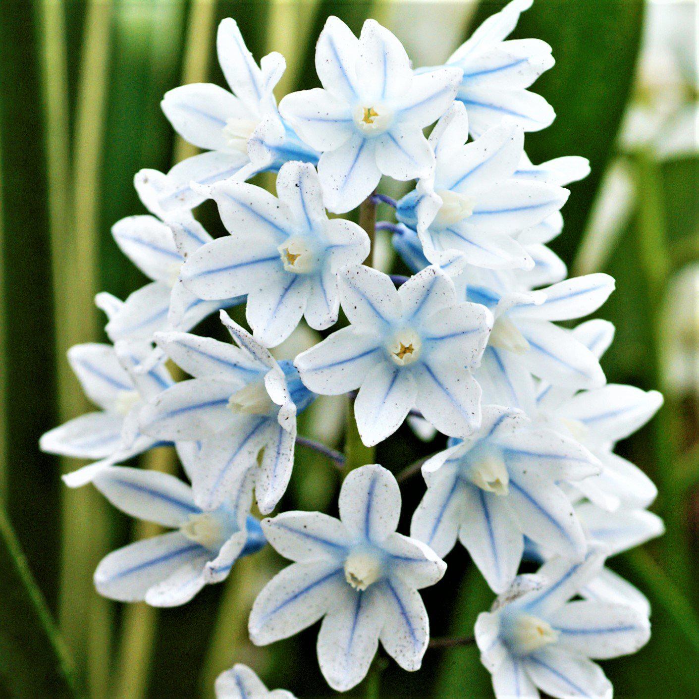 Scilla - Striped Squill Puschkinia: 50 Bulbs