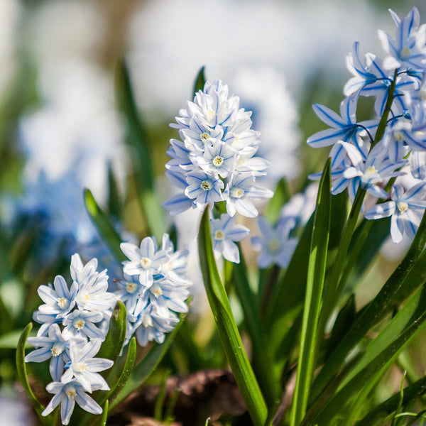 Scilla - Striped Squill Puschkinia: 50 Bulbs