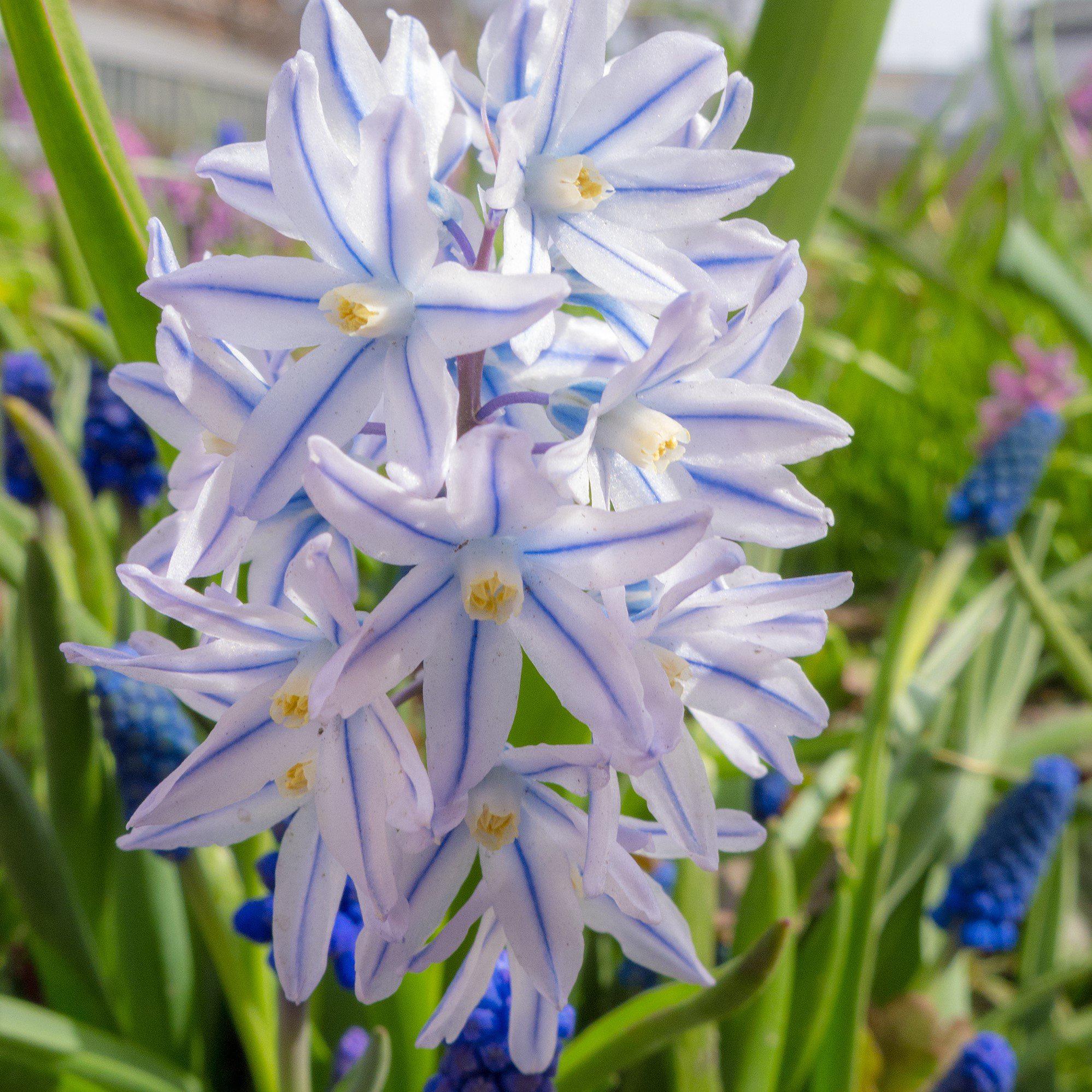 Scilla - Striped Squill Puschkinia: 50 Bulbs