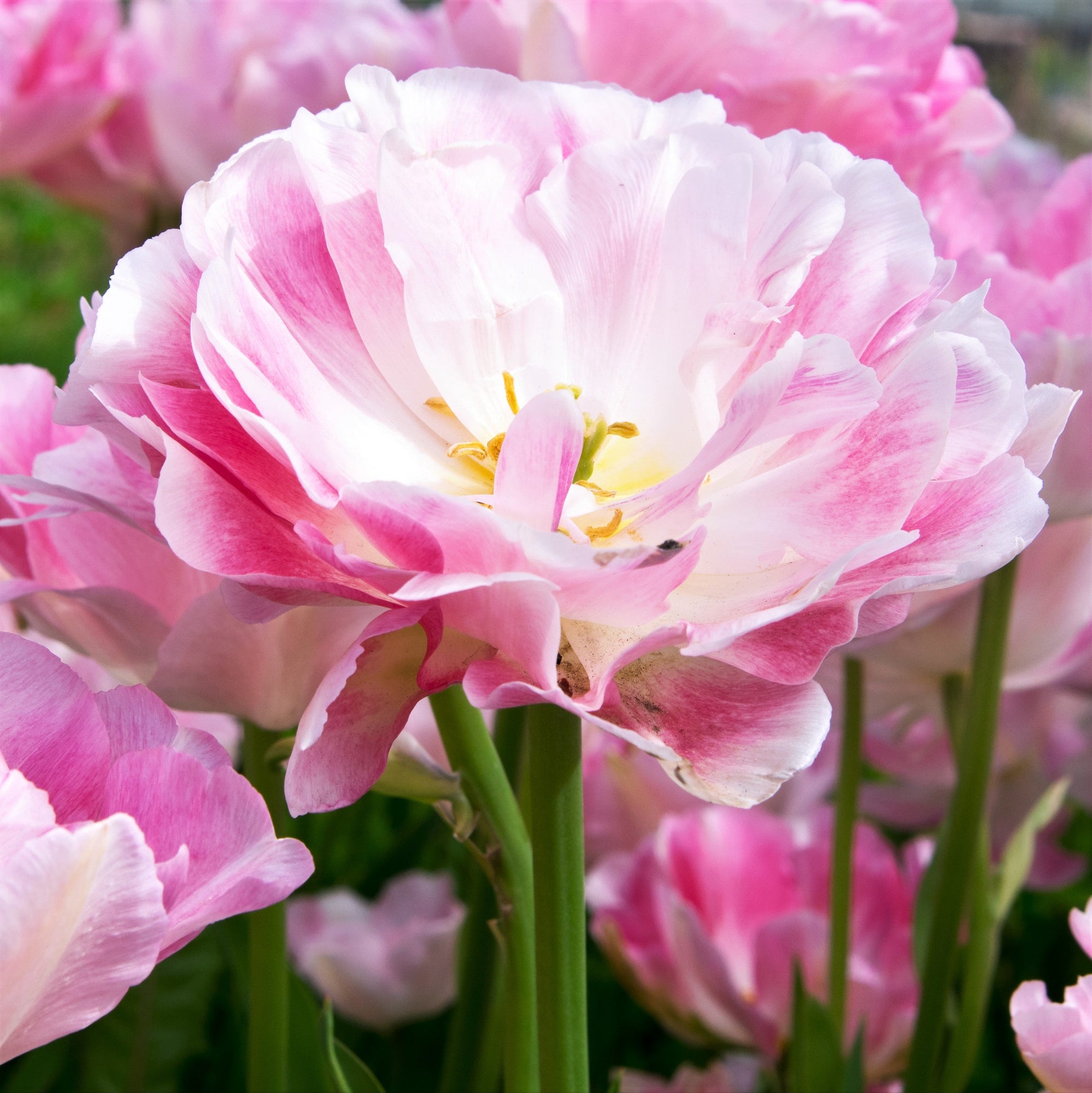 Tulip - Angelique: 10 Bulbs