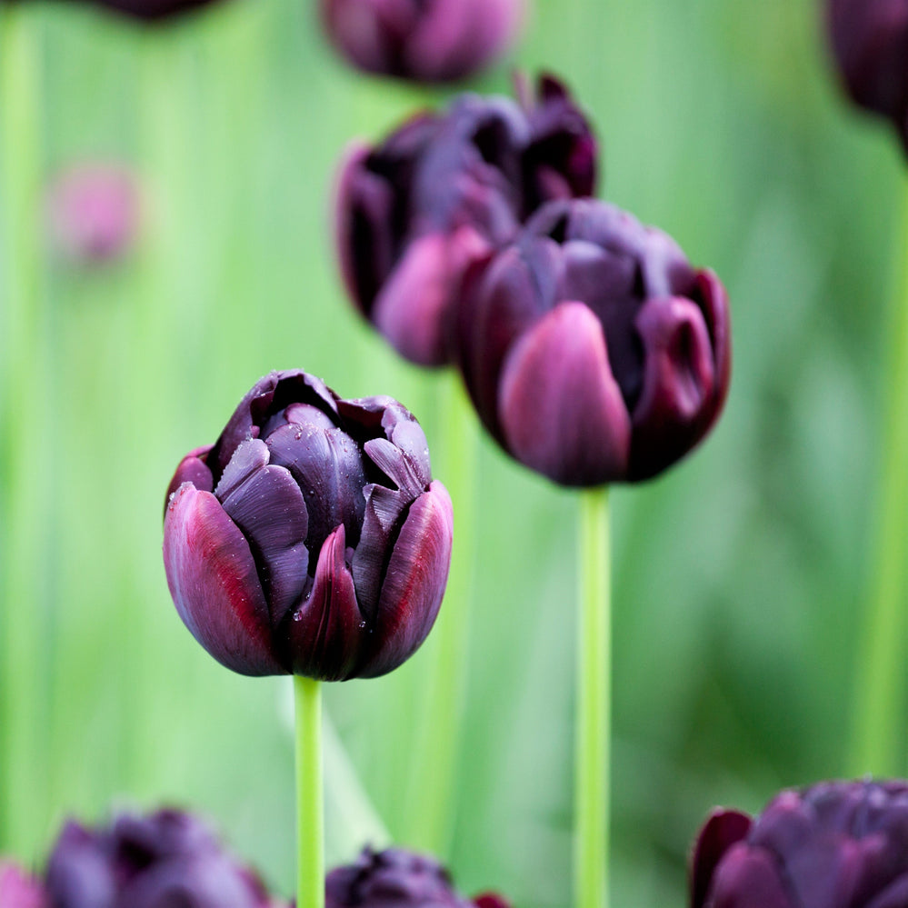 Tulip - Black Hero: 10 Bulbs