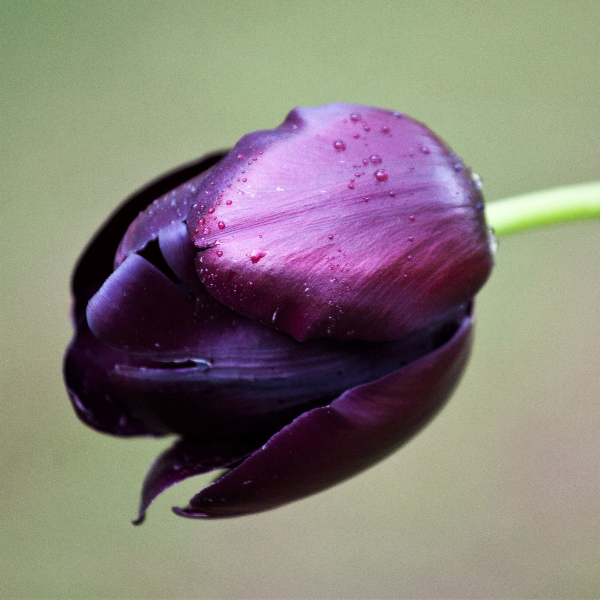 Tulip - Black Hero: 10 Bulbs