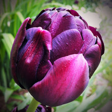 Tulip - Black Hero: 10 Bulbs