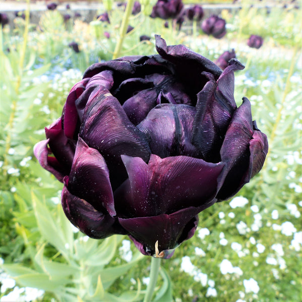 Tulip - Black Hero: 10 Bulbs