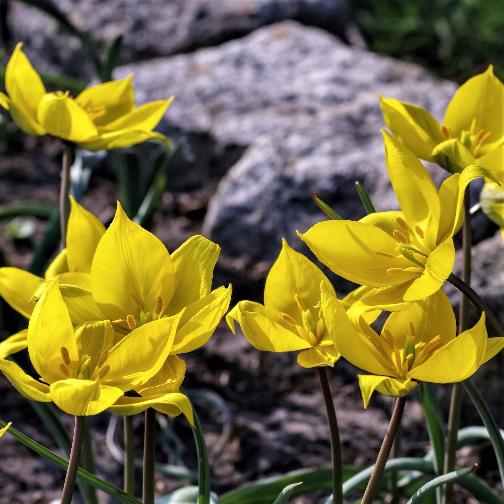 Tulip - Sylvestris: 10 Bulbs