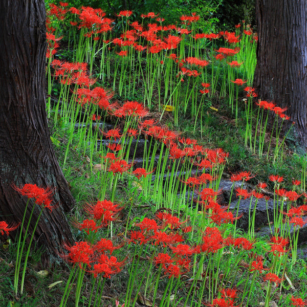 Lycoris - Radiata Red: 1 Bulb