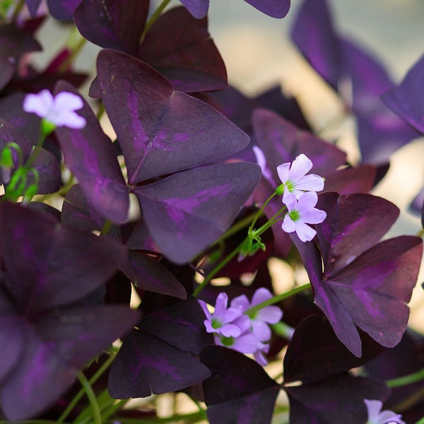 Oxalis - Triangularis Purple Shamrocks: 20 Bulbs